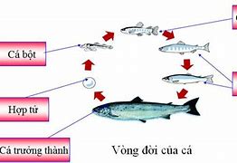 Có Mấy Đặc Điểm Của Sự Phát Triển Cơ Thể Vật Nuôi Non